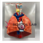 Human Lung Model